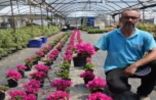 Laboratuvarda doku kültürüyle orkide üretiyor