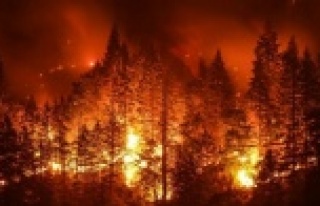 Manavgat'taki orman yangınlarında 13 hektarlık...