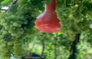 Margaz Üzümünün hasadı başladı