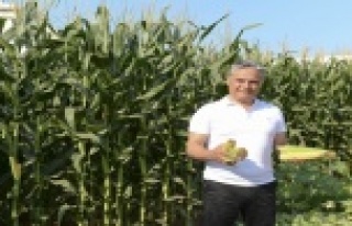 Mısırlar hasat için gün sayıyor