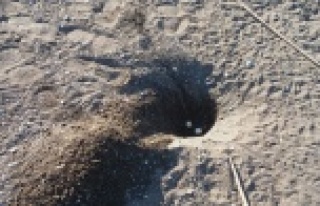 Sahildeki caretta yuvaları ezildi, yumurtaları martılar...