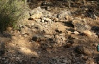 13 gündür kayıp kadının cesedi, toprağa gömülü...