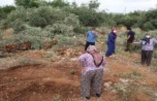 42 zeytin ağacı inşaat çalışması için katledildi