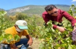 80 yıldır sadece yağmur suyuyla yetişiyor, hasadı...