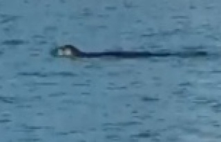 Akdeniz foku, tatilcilerle birlikte yüzdü