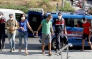 Alanya'da avakado hırsızları fotokapana yakalandı