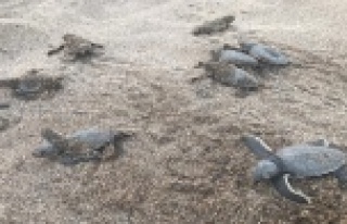 Alanya'da onlarca caretta caretta mavi sularla...