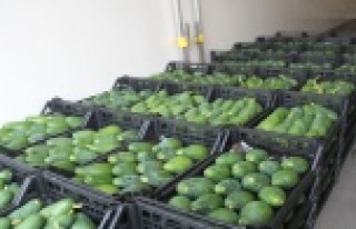 Alanya'dan Bulgaristan’a 3 ton avokado ihracatı
