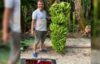 Alanyalı üreticiden 134 kiloluk muz dalı