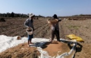 Antalya'da ‘Altın Susam’a nöbetli hasat