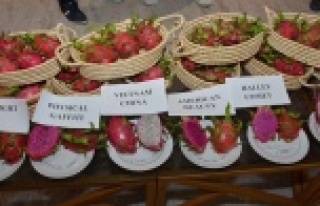 Ejder meyvesine dış pazardan yoğun talep