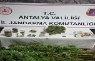 Kenevir ekimi yapan şüphelinin evine jandarma baskını