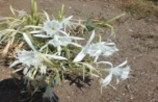 Kum zambaklarını koparanlara ağır ceza