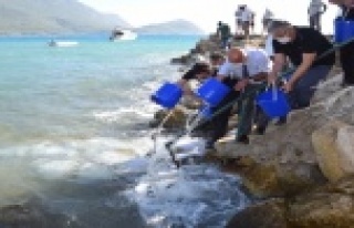 5 bin levrek yavrusu denizle buluştu