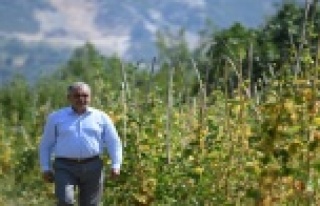 Şenlik iptal edildi,fasulyeler halka dağıtılacak