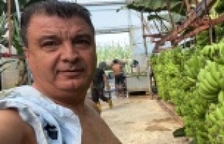 Serasında bir hevenkte 134 kilogram muz üretti