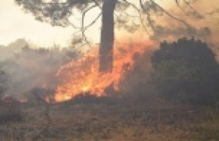 Tatil merkezi Adrasan'da 60 hektarlık ormanlık...