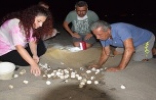 Yılın son caretta yavruları denizle buluştu