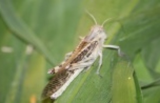 Yurt dışından talep ediliyor, yumurtalarına 52...