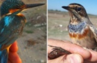 60 civarında kuş türünden 1000'e yakın kuş...