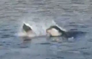 Akdeniz fokundan ibretlik ‘çöp tepkisi’