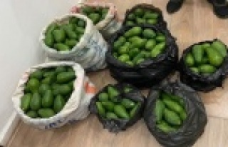 Alanya'da Avokado hırsızları kameralara yakalandı