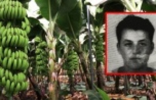 Alanya'da muz serasında çalışan işçinin...