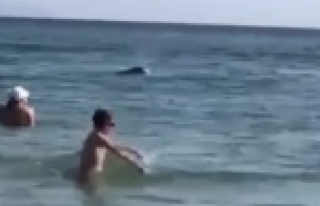 Alanya'da sahile kadar gelen yunuslar turistlerle...