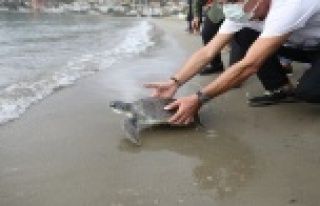 Alanya'da tedavisi tamamlanan yeşil deniz kaplumbağası...