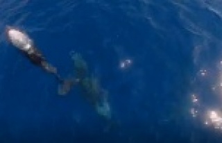 Alanya'da tekneyle birlikte yüzen yunuslar renkli...