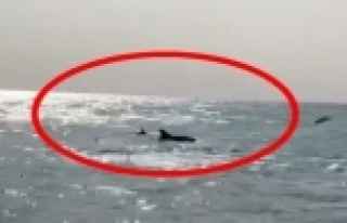 Alanya'da yunuslar kıyıya geldi!