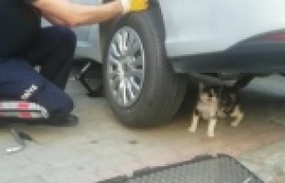 Anne kedi yavrusu kurtarılırken bir an olsun başından...