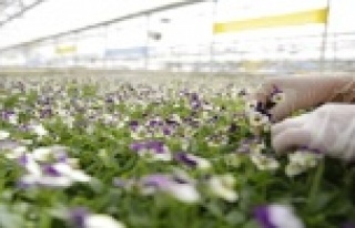 Antalya'nın kışlık çiçekleri hazır