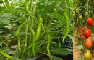 Antalyalı çiftçiler yerli ve milli tohumla üretiyor