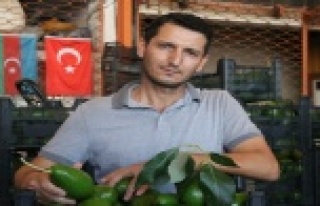 Artan avokado hırsızlığı üreticileri isyan ettirdi