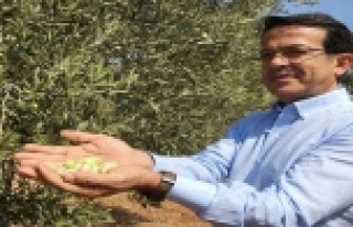 'Beylik zeytini' çeşit olarak tescillendi