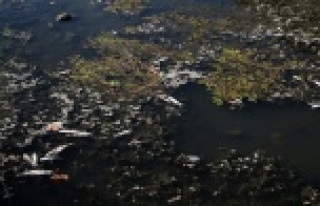 Deredeki balık ölümlerinde kimyasal madde ihtimali!