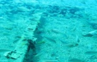 Doğu Akdeniz’e artık Kızıldeniz balık türleri...