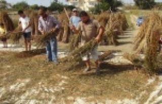 Emekli turizmci yakılan susam saplarını samana...
