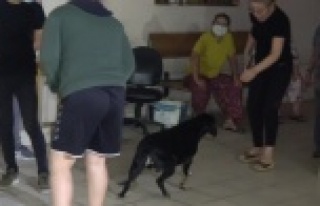 Ev yangınında dumandan etkilenen köpeği itfaiye...