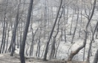 Hatay'daki yangından geriye kalan görüntüler...