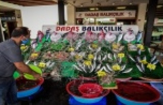 Havaların soğumaması balık fiyatlarını yükseltiyor