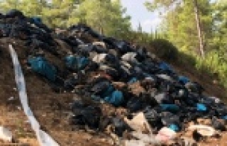 Kaçak kesilen domuzların iç organları ormanda...