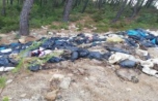 Kesilen domuzların ormana atılan iç organları...