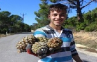 Kilosu tam 800 lira! Ölümü göze alarak çıktıkları...