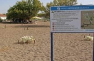 Kum Zambakları koruma altında