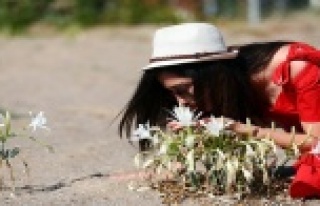 Kum zambaklarına tel örgülü koruma