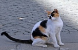 Sesini duyan kediler esas duruşa geçiyor