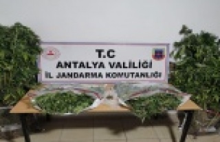 Silahla yaralama şüphelisinin evinden uyuşturucu...