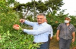 Vali Yazıcı nar hasatı yaptı